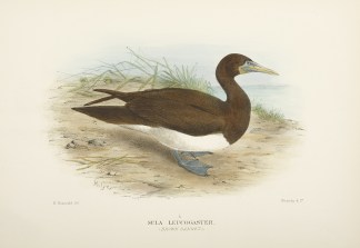 Sula Leucogaster (Brown Gannet). Australian