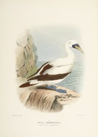 Sula Personata. (Masked Gannet). Australian - Mathews