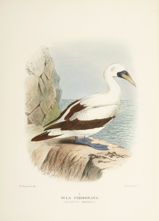 Sula Personata. (Masked Gannet). Australian