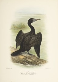 Carbo sulcirostris. (Little Black Cormorant). Australian - Mathews