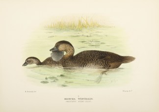 Biziura Westralis. (Western Musk-duck). Australian