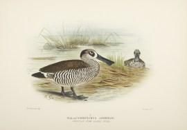 Malacorhynchus Assimilis. (Western Pin-Eared Duck)… Australian - Mathews
