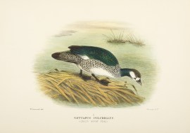 Nettapus Pulchellus . (Green Goose Teal). Australian - Mathews
