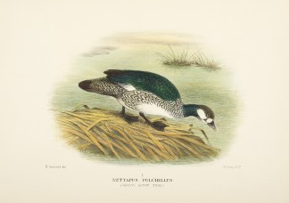 Nettapus Pulchellus . (Green Goose Teal)… Australian