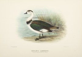Nettapus Albipennis. (White-Quilled Goose Teal). Australian - Mathews