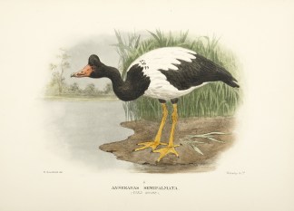 Anseranas Semipalmata. (Pied Goose). Australian