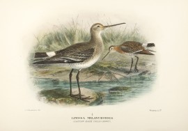 Limosa Melanuroides. (Eastern Black-Tailed Godwit)… Australian - Mathews