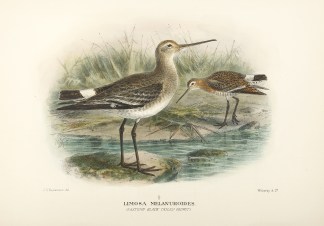 Limosa Melanuroides. (Eastern Black-Tail… Australian