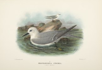 Procelsterna cinerea. (Grey noddy). Australian