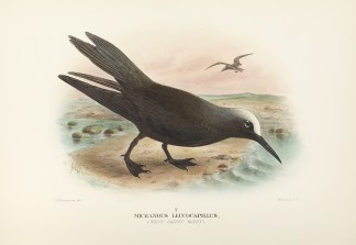 Micranous leucocapillus. (White-capped N… Australian