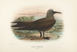 Anous stolidus. (Noddy). Australian - Mathews Anous stolidus. (Noddy).