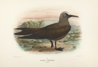 Anous stolidus. (Noddy). Australian
