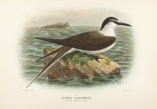 Sterna Anaestheta. (Brown-winged Tern). Australian