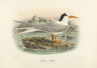 Sterna Nereis. (White-faced Ternlet) Australian