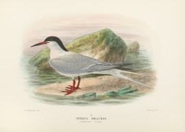 Sterna gracilis. (Roseate tern) BIRDS