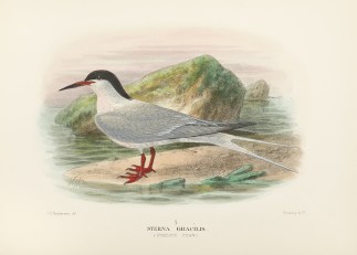 Sterna gracilis. (Roseate tern) Australian