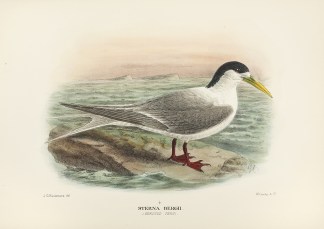 Sterna bergii. (Crested tern). Australian