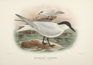 Gelochelidon macrotarsa. (Gull-billed te… Australian