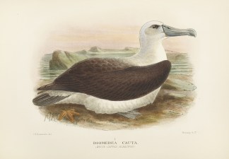 Diomedea cauta. (White-capped Albatros). Australian