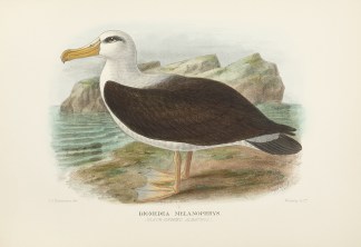 Diomedea melanophrys. (Black-browed Alba… Australian