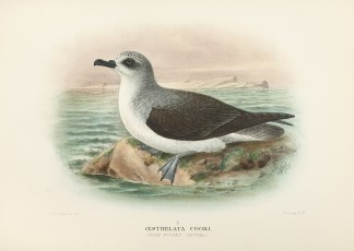 Cestrelata cooki. (Blue-footed Petrel). Australian
