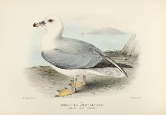 Priocella Glacialoides. (Silver-grey Pet… Australian