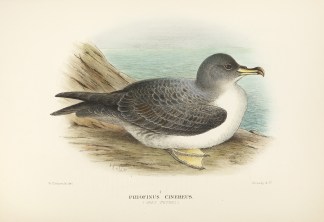 Priofinus cinereus. (Grey Petrel). Australian