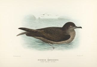 Puffinus Brevicadudu. (Short-tailed Petr… Australian