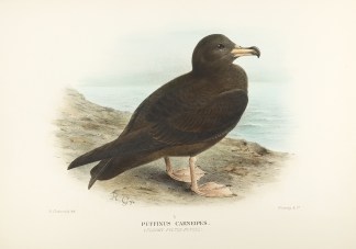 Puffinus Carneipes. (Fleshy-Footed Petre… Australian