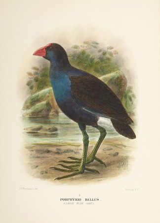 Porphyrio bellus. (Large Blue Coot). Australian