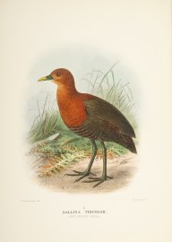 Rallina Tricolor. (Red Necked Rail). Australian - Mathews Rallina Tricolor. (Red Necked Rail).