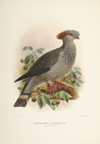 Lopholaemus Antarcticus. (Topknot Pigeon… Australian