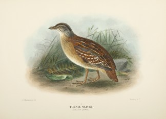 Turnix Olivei (Allied Quail). Australian