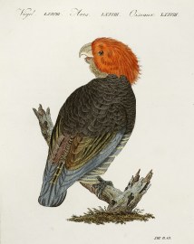 [Le Cactoo ou Perroquet a Franges / Der Gefranzte Kakadu / Psittacus fimbriatus.]