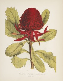 Telopea Speciosissimae (Waratah) Australian - General Telopea Speciosissimae (Waratah)