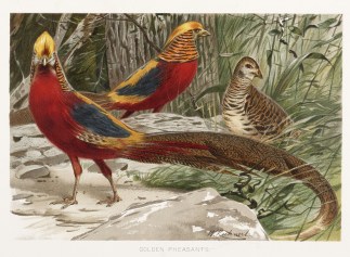 Golden Pheasants General / Global Golden Pheasants General / Global