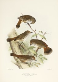 Acanthiza Pusilla. (Brown Tit) Australian - Mathews