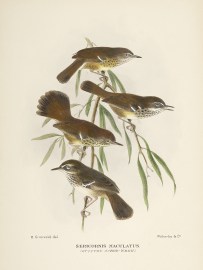 Sericornis Maculatus. (Spotted Scrub-wren). Australian - Mathews