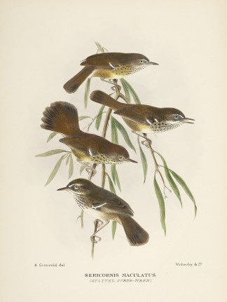 Sericornis Maculatus. (Spotted Scrub-wre… Australian