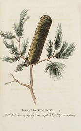 Banksia Incognita.
