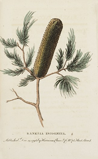 Banksia Incognita. Australian - General
