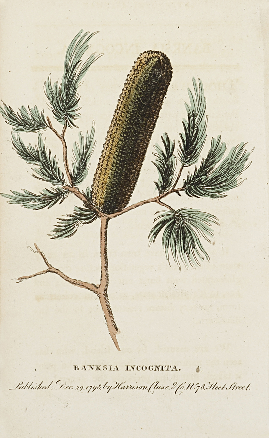 Banksia Incognita - Antique Print from 1798