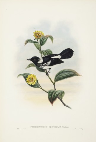 Piezorhynchus squamulatus. Scaly-necked … The Birds of New Guinea