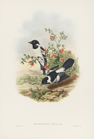 Piezorhynchus vidua. White-Backed Pied F… The Birds of New Guinea