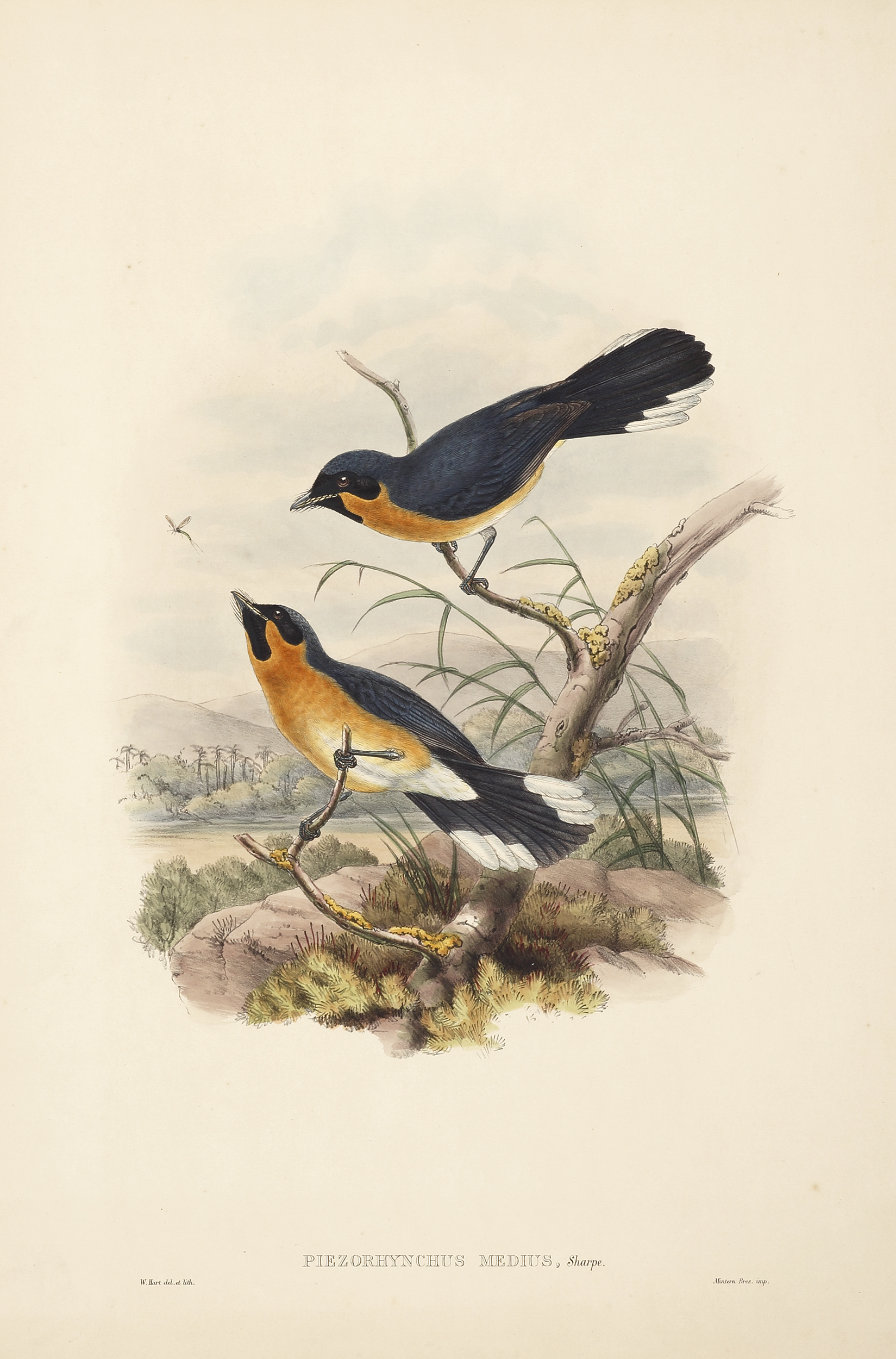 Piezorhynchus medius. Coppinger's flycatcher. - Antique Print from 1875