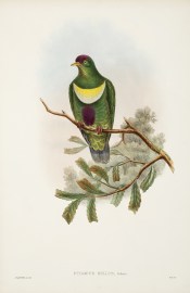 Ptilopus bellus. Purple-bellied fruit-pigeon.
