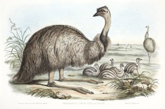 Dromaius Novae-Hollandiae. The Emu. Australian