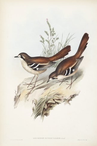 Drymodes superciliaris: Gould Australian