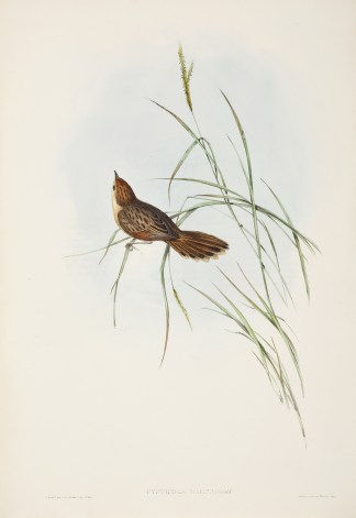 Cysticola magna: Gould Australian