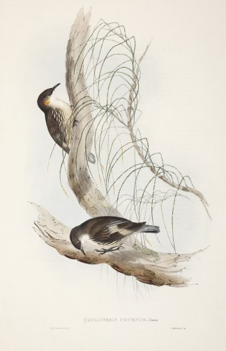 Climacteris picumnus: Temm. Australian